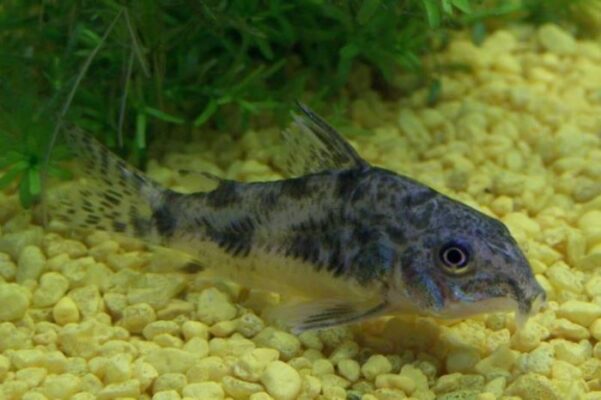 Corydoras paleatus