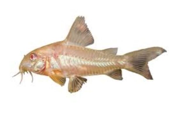 Information on Albino cory catfish