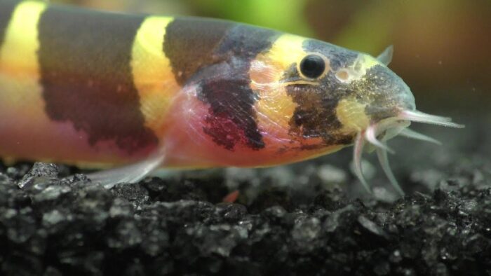 Kuhli loach feeding