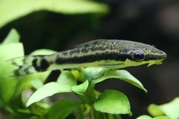 Otocinclus catfish