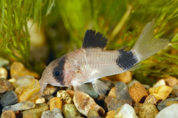 Panda cory