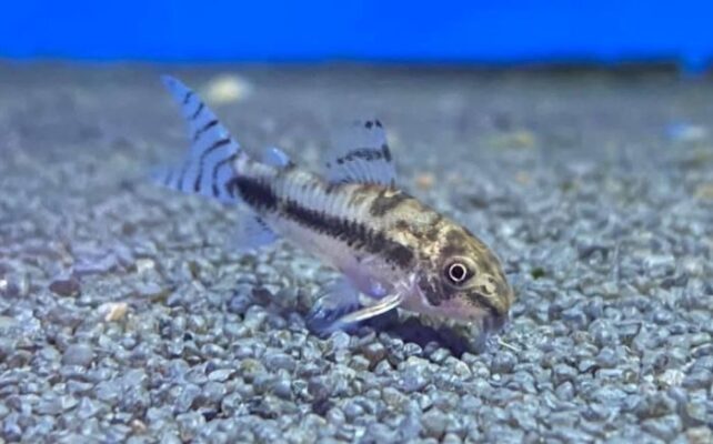 Salt and pepper corydoras