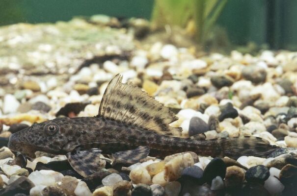 Suckermouth catfish: appearance, feeding & more