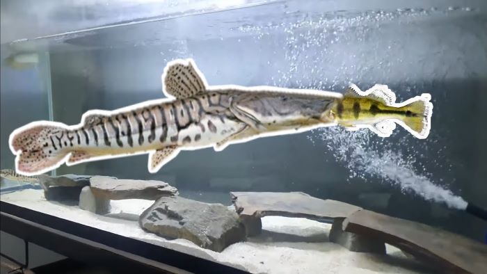 Tiger shovelnose catfish