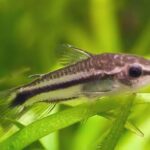 Corydoras Pygmy For Sale: Care, Food, Species & Types