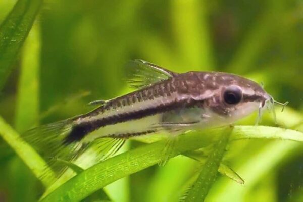 Corydoras Pygmy For Sale: Care, Food, Species & Types