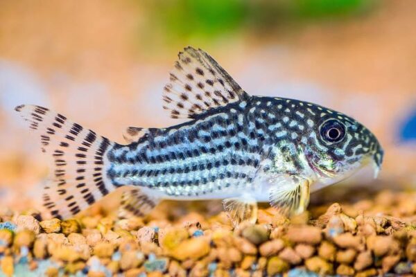 Looking For Corydoras Catfish Species with FREE Shipping