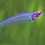 Glass Catfish Care Size Food and Care