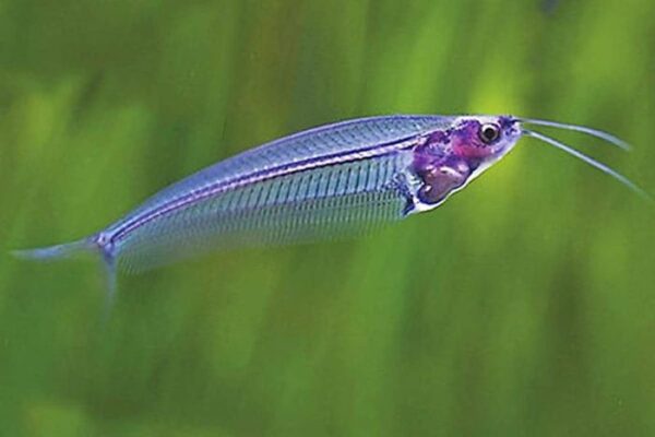 Glass Catfish Care Size Food and Care