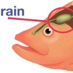 How to euthanize a fish