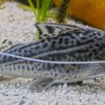 Pictus Catfish 101 : Size,Food, breeding & more