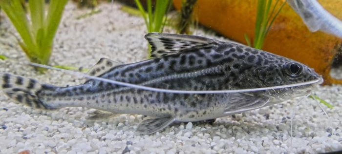 Pictus Catfish 101 : Size,Food, breeding & more