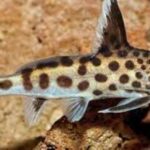 Synodontis Catfish Size And Care