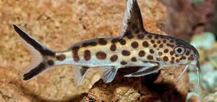 Synodontis Catfish Size And Care