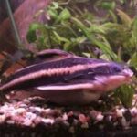 Striped Raphael Catfish Feeding, Diseases and Care