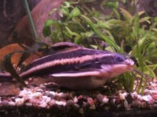 Striped Raphael Catfish Feeding, Diseases and Care