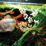 Advanced Techniques for Corydoras Catfish Breeding In 2024