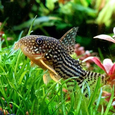 Creating the Ideal Environment for Corydoras Catfish In 2024