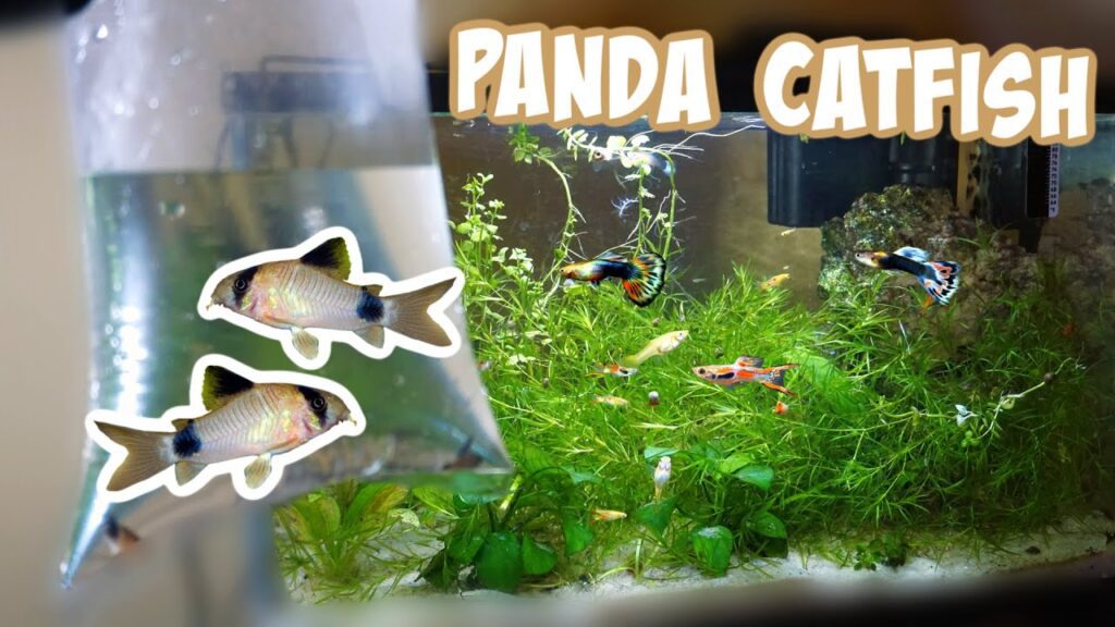 Setting Up a Breeding Tank for Panda Corydoras