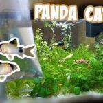 Setting Up a Breeding Tank for Panda Corydoras