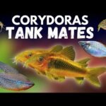 Top 10 Right Tankmates for Corydoras Catfish