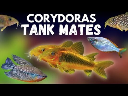 Top 10 Right Tankmates for Corydoras Catfish