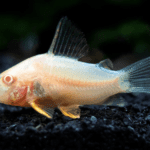 Albino cory catfish