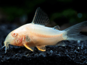 Albino cory catfish