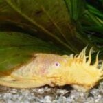 Bristlenose pleco(Ancistrus): care ,breeding & more