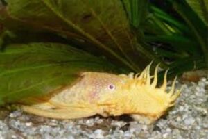 Bristlenose pleco(Ancistrus): care ,breeding & more