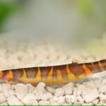 Kuhli loach feeding, breeding & more