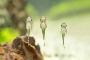 Otocinclus catfish