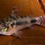 Salt and pepper corydoras