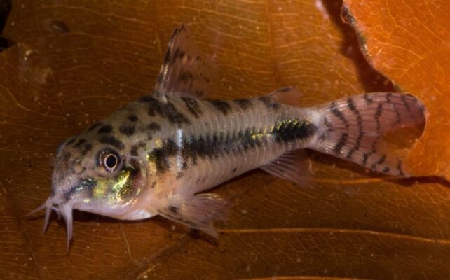 Salt and pepper corydoras